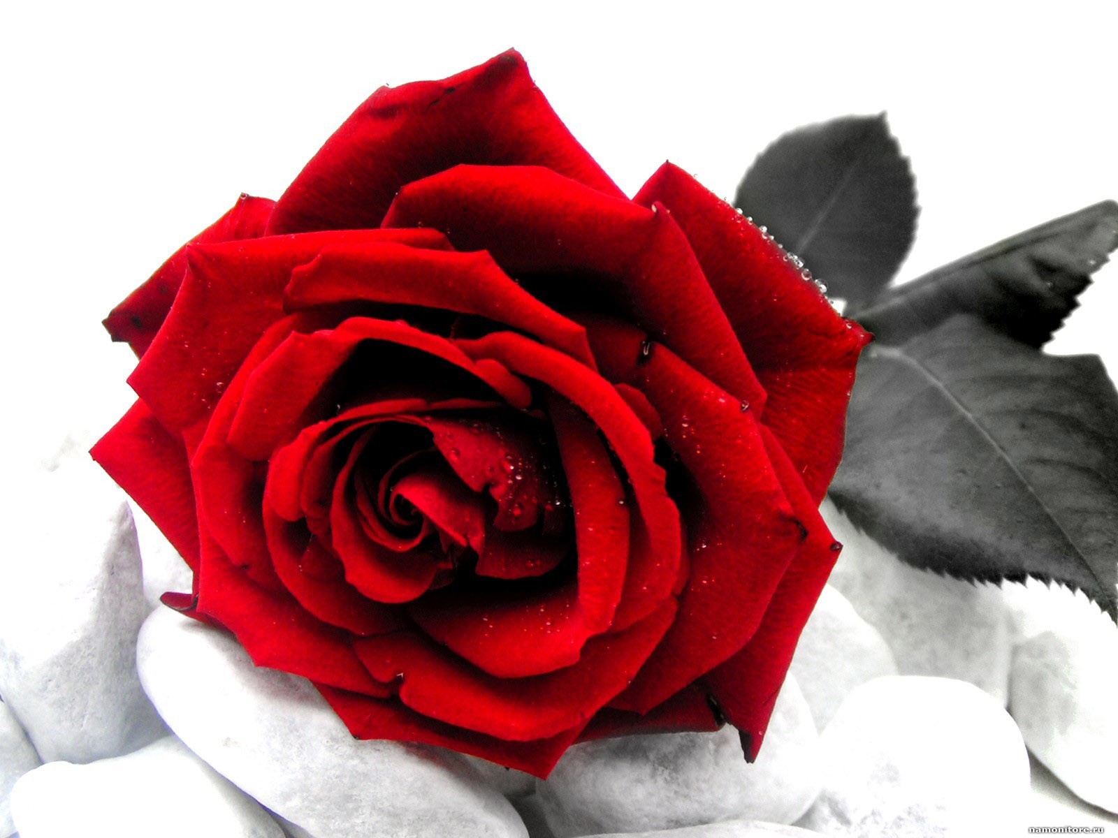 красная роза