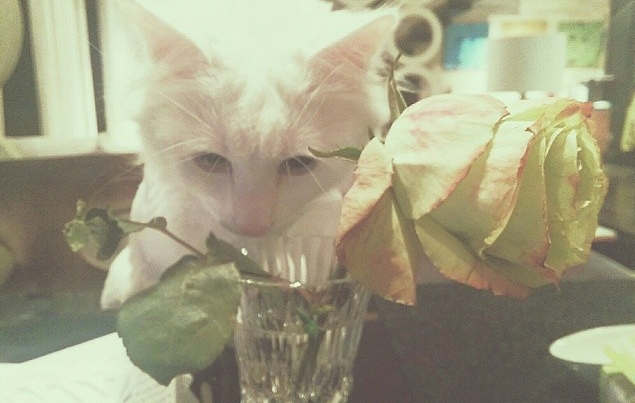 кот и роза
