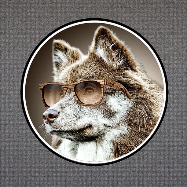волк в очках