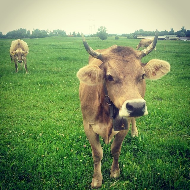 Мария Ивакова сфотографировала коров